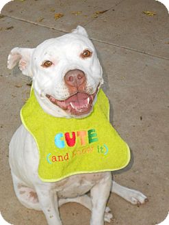 Staffordshire Bull Terrier Dog for Sale in Phoenix, Arizona - XENA Staffordshire Bull Terrier Dog for Sale in Phoenix, Arizona - XENA