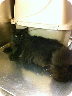 Turkish Angora Kitten for Sale in Pittstown, New Jersey - Santana Turkish Angora Kitten for Sale in Pittstown, New Jersey - Santana