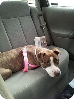 American Staffordshire Terrier Dog for Sale in New York, New York - Mocha American Staffordshire Terrier Dog for Sale in New York, New York - Mocha
