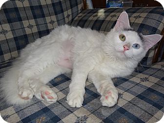 Domestic Mediumhair Kitten for Sale in Riverhead, New York - Moustasha Domestic Mediumhair Kitten for Sale in Riverhead, New York - Moustasha