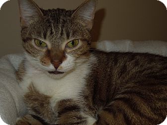 Domestic Shorthair Cat for Sale in Medina, Ohio - Claire Domestic Shorthair Cat for Sale in Medina, Ohio - Claire