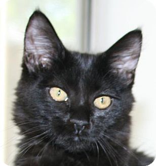 Domestic Longhair Kitten for Sale in Winchester, California - Zena Domestic Longhair Kitten for Sale in Winchester, California - Zena