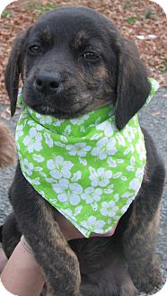 Boxer/German Shepherd Dog Mix Puppy for Sale in Manchester, Connecticut - Holiday - ADOPTION PENDING Boxer/German Shepherd Dog Mix Puppy for Sale in Manchester, Connecticut - Holiday - ADOPTION PENDING