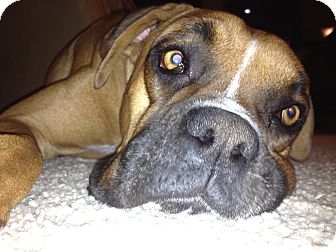 Boxer Dog for Sale in Phoenix, Arizona - Kingston Boxer Dog for Sale in Phoenix, Arizona - Kingston