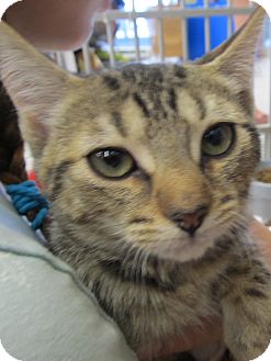 Domestic Shorthair Kitten for Sale in Riverhead, New York - Phia Domestic Shorthair Kitten for Sale in Riverhead, New York - Phia