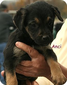 Terrier (Unknown Type, Medium)/Shepherd (Unknown Type) Mix Puppy for Sale in Danbury, Connecticut - Anci ADOPTION PENDING Terrier (Unknown Type, Medium)/Shepherd (Unknown Type) Mix Puppy for Sale in Danbury, Connecticut - Anci ADOPTION PENDING