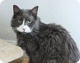 Domestic Mediumhair Cat for Sale in Salem, New Hampshire - Corey Domestic Mediumhair Cat for Sale in Salem, New Hampshire - Corey