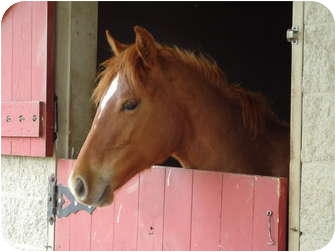 Draft/Thoroughbred Mix for Sale in Marengo, Ohio - Stanley Draft/Thoroughbred Mix for Sale in Marengo, Ohio - Stanley