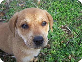 Basset Hound Mix Puppy for Sale in Glastonbury, Connecticut - Polly Basset Hound Mix Puppy for Sale in Glastonbury, Connecticut - Polly