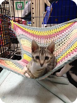Bengal Kitten for Sale in Fort Lauderdale, Florida - Toby Bengal Kitten for Sale in Fort Lauderdale, Florida - Toby