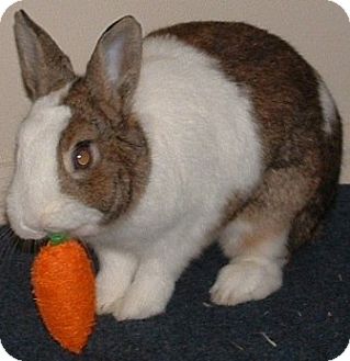 Dwarf Mix for Sale in Williston, Florida - Jack Dwarf Mix for Sale in Williston, Florida - Jack