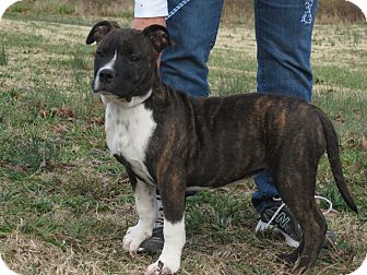 American Bulldog Mix Puppy for Sale in Glastonbury, Connecticut - Twinkie~meet me~ American Bulldog Mix Puppy for Sale in Glastonbury, Connecticut - Twinkie~meet me~