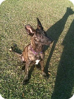 Dutch Shepherd Puppy for Sale in Miami, Florida - Ember Dutch Shepherd Puppy for Sale in Miami, Florida - Ember