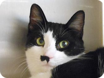 Domestic Shorthair Cat for Sale in Chandler, Arizona - Beauregard Domestic Shorthair Cat for Sale in Chandler, Arizona - Beauregard