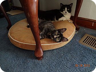 Domestic Shorthair Kitten for Sale in Saint Albans, West Virginia - Madie Domestic Shorthair Kitten for Sale in Saint Albans, West Virginia - Madie