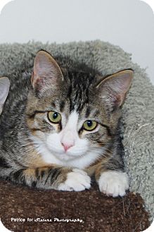 Domestic Shorthair Kitten for Sale in Lincoln, Nebraska - Pistachio Domestic Shorthair Kitten for Sale in Lincoln, Nebraska - Pistachio