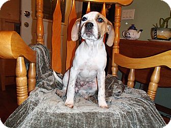 Boxer/German Shorthaired Pointer Mix Puppy for Sale in Bedford, Virginia - Bella Boxer/German Shorthaired Pointer Mix Puppy for Sale in Bedford, Virginia - Bella