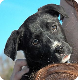 Labrador Retriever/Border Collie Mix Puppy for Sale in Sussex, New Jersey - Savannah Labrador Retriever/Border Collie Mix Puppy for Sale in Sussex, New Jersey - Savannah