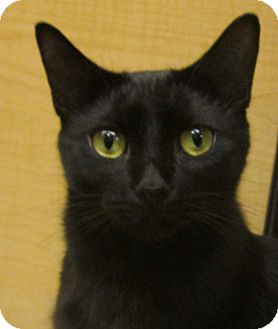 Domestic Shorthair Cat for Sale in McHenry, Illinois - Knight Domestic Shorthair Cat for Sale in McHenry, Illinois - Knight
