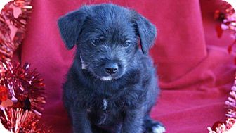 Cockapoo Mix Puppy for Sale in Torrance, California - MICHAEL Cockapoo Mix Puppy for Sale in Torrance, California - MICHAEL