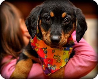 German Shepherd Dog/Labrador Retriever Mix Puppy for Sale in Sparta, New Jersey - Clementine German Shepherd Dog/Labrador Retriever Mix Puppy for Sale in Sparta, New Jersey - Clementine