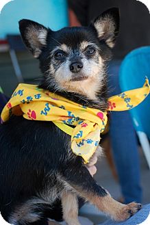 Chihuahua/Terrier (Unknown Type, Small) Mix Dog for Sale in Baton Rouge, Louisiana - Brutus Chihuahua/Terrier (Unknown Type, Small) Mix Dog for Sale in Baton Rouge, Louisiana - Brutus