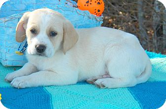 Beagle Mix Puppy for Sale in Sussex, New Jersey - Tanner Beagle Mix Puppy for Sale in Sussex, New Jersey - Tanner