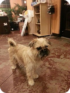 Brussels Griffon Mix Dog for Sale in Brattleboro, Vermont - Lucy Lu Brussels Griffon Mix Dog for Sale in Brattleboro, Vermont - Lucy Lu