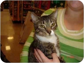 Domestic Shorthair Cat for Sale in Orlando, Florida - Frazier Domestic Shorthair Cat for Sale in Orlando, Florida - Frazier