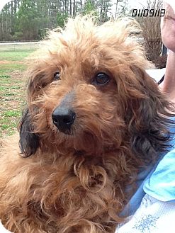 Goldendoodle Dog for Sale in Springfield, Virginia - Leena Goldendoodle Dog for Sale in Springfield, Virginia - Leena
