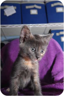 Domestic Shorthair Kitten for Sale in New York, New York - Yukari Domestic Shorthair Kitten for Sale in New York, New York - Yukari