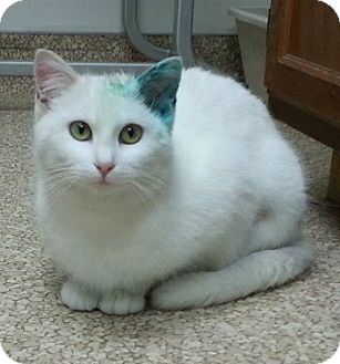 Domestic Shorthair Cat for Sale in Walnut, Iowa - Yoko Domestic Shorthair Cat for Sale in Walnut, Iowa - Yoko