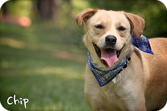Labrador Retriever Mix Dog for Sale in Wilmington, Delaware - Chip Labrador Retriever Mix Dog for Sale in Wilmington, Delaware - Chip