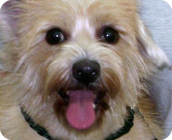 Cairn Terrier Mix Dog for Sale in Thousand Oaks, California - Sadie Cairn Terrier Mix Dog for Sale in Thousand Oaks, California - Sadie