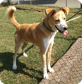 Labrador Retriever/Collie Mix Dog for Sale in Richmond, Virginia - Charlie Labrador Retriever/Collie Mix Dog for Sale in Richmond, Virginia - Charlie