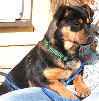 Miniature Pinscher Mix Puppy for Sale in Sussex, New Jersey - Cupcake Miniature Pinscher Mix Puppy for Sale in Sussex, New Jersey - Cupcake