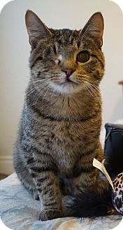 Domestic Shorthair Kitten for Sale in St. Louis, Missouri - Shakespeare Domestic Shorthair Kitten for Sale in St. Louis, Missouri - Shakespeare