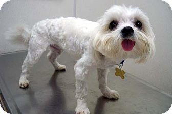 Maltese Dog for Sale in Los Angeles, California - CRENSHAW Maltese Dog for Sale in Los Angeles, California - CRENSHAW