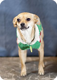 Chihuahua Mix Dog for Sale in Westminster, Colorado - Mindy Chihuahua Mix Dog for Sale in Westminster, Colorado - Mindy