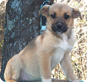 Shepherd (Unknown Type)/Labrador Retriever Mix Puppy for Sale in Sussex, New Jersey - Aspen Shepherd (Unknown Type)/Labrador Retriever Mix Puppy for Sale in Sussex, New Jersey - Aspen