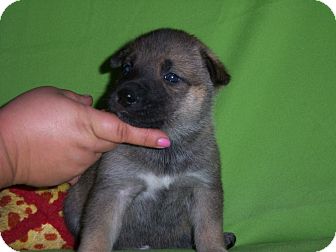 Hound (Unknown Type)/Husky Mix Puppy for Sale in Oldsmar, Florida - Mamies pup - OUTLAW Hound (Unknown Type)/Husky Mix Puppy for Sale in Oldsmar, Florida - Mamies pup - OUTLAW