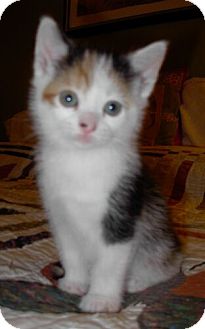 Domestic Shorthair Kitten for Sale in Sterling, Virginia - Autumn Domestic Shorthair Kitten for Sale in Sterling, Virginia - Autumn