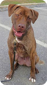 Pit Bull Terrier/Labrador Retriever Mix Dog for Sale in Arnold, Maryland - Tony Pit Bull Terrier/Labrador Retriever Mix Dog for Sale in Arnold, Maryland - Tony
