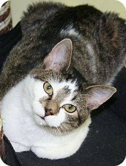 Domestic Shorthair Cat for Sale in Edmonton, Alberta - Tickles Domestic Shorthair Cat for Sale in Edmonton, Alberta - Tickles