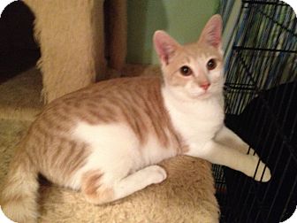 Domestic Shorthair Cat for Sale in East Hanover, New Jersey - Milky Way - Lap Kitty Domestic Shorthair Cat for Sale in East Hanover, New Jersey - Milky Way - Lap Kitty