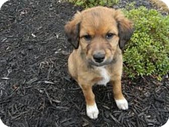 Australian Shepherd/Golden Retriever Mix Puppy for Sale in Marietta, Georgia - Ashley Australian Shepherd/Golden Retriever Mix Puppy for Sale in Marietta, Georgia - Ashley