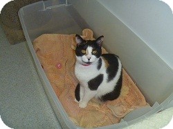 Domestic Shorthair Cat for Sale in Hamburg, New York - Katerina Domestic Shorthair Cat for Sale in Hamburg, New York - Katerina