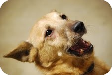 Corgi Mix Dog for Sale in Boonsboro, Maryland - Blade Corgi Mix Dog for Sale in Boonsboro, Maryland - Blade
