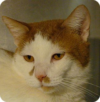 Domestic Shorthair Cat for Sale in El Cajon, California - Tigger Domestic Shorthair Cat for Sale in El Cajon, California - Tigger