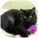Domestic Mediumhair Cat for Sale in Vancouver, British Columbia - Bianca Domestic Mediumhair Cat for Sale in Vancouver, British Columbia - Bianca